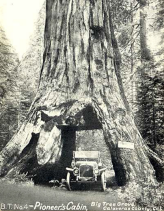 Pioneer Cabin Tree Falls Mixonium
