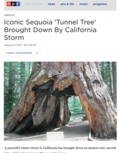 Pioneer Cabin Tree Falls Mixonium