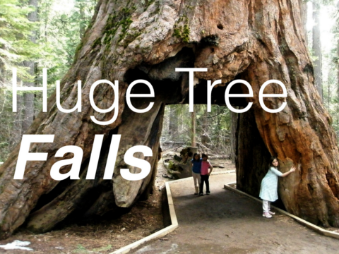 Pioneer Cabin Tree Falls Mixonium